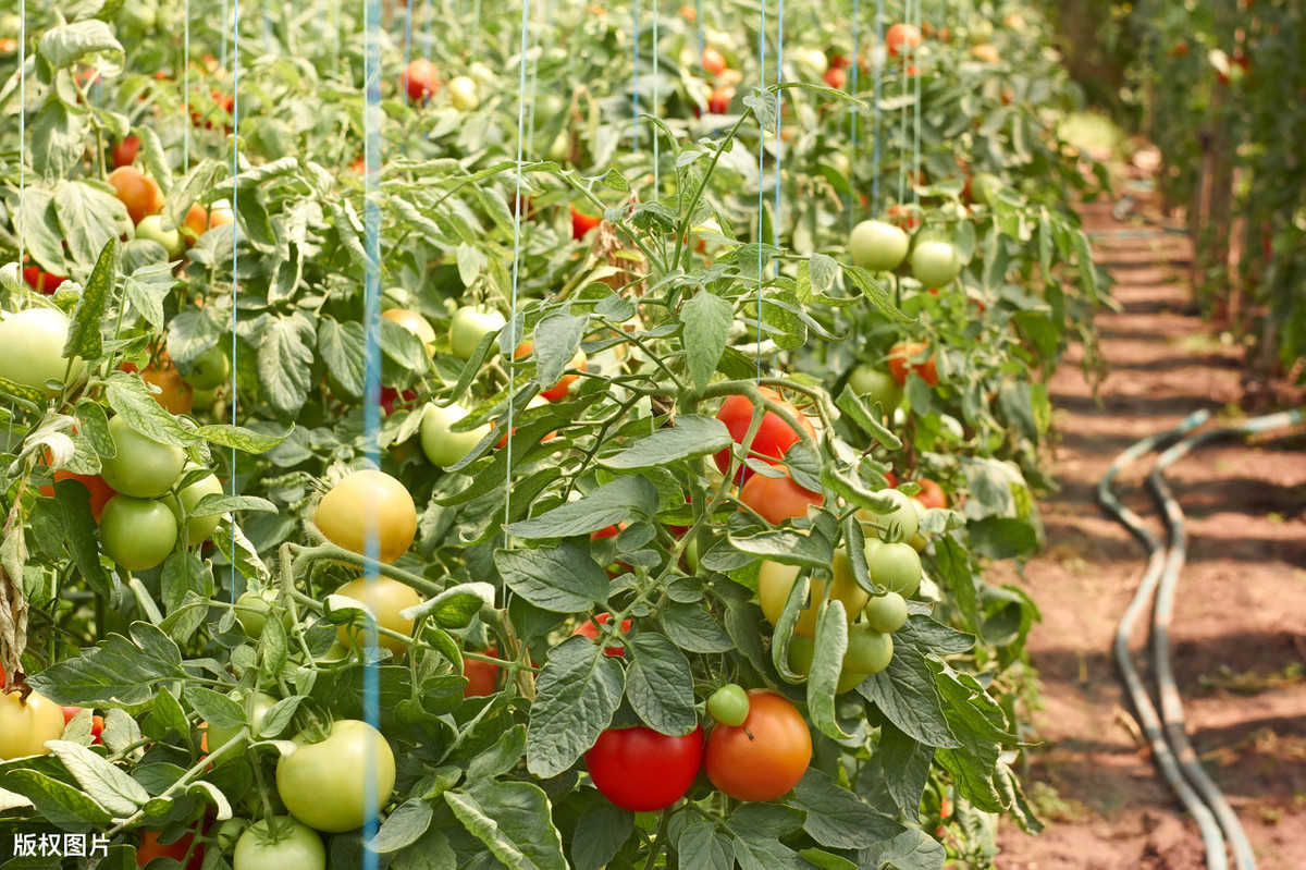 番茄苗期老叶发黄怎么回事,番茄生长点叶片枯黄了怎么办