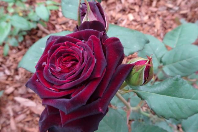 爱上养花有意义吗,爱上养花花草草