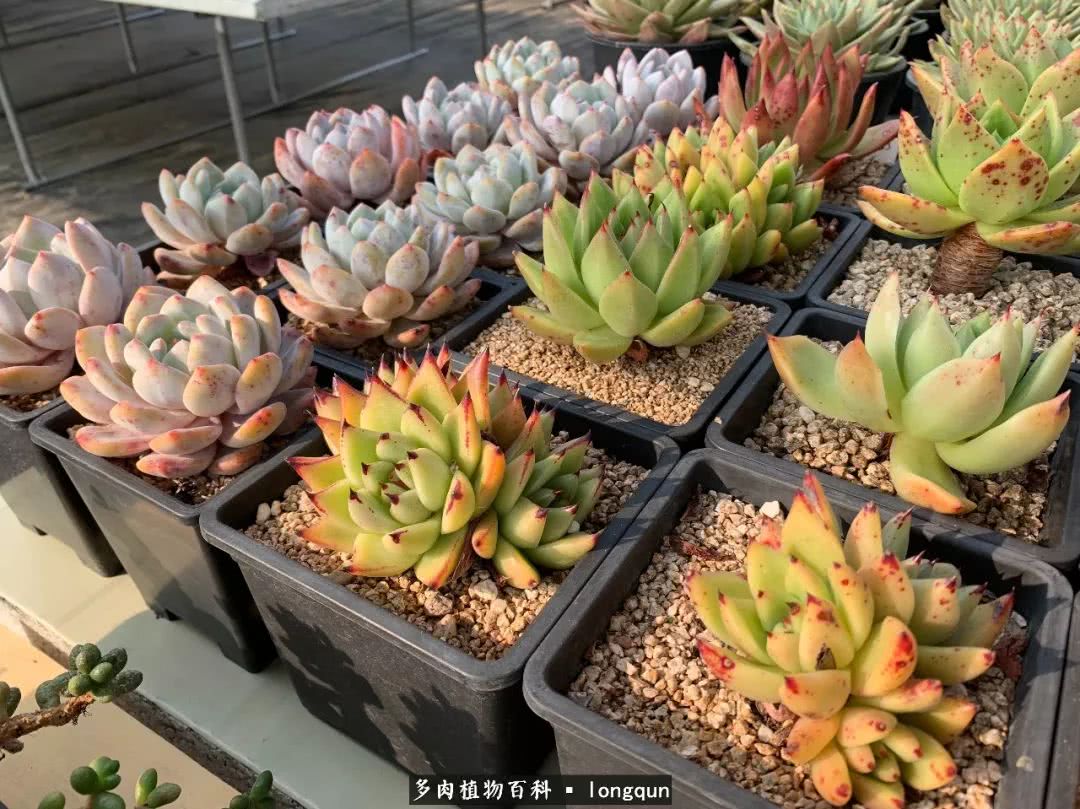 肉叔带你走遍韩国多肉大棚,记一次精彩的采摘之旅