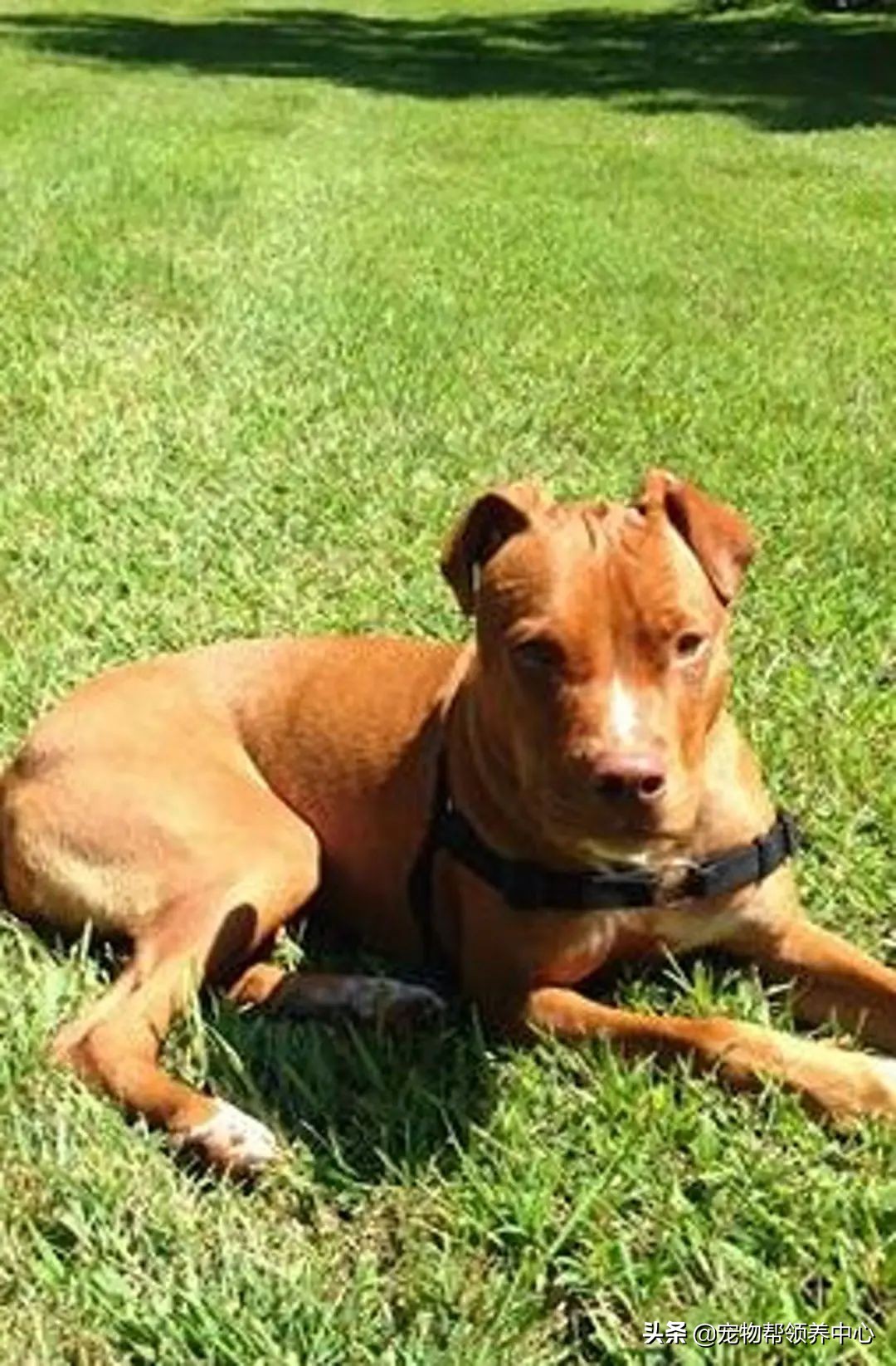 狗狗脑袋上长脓包是什么病,狗狗犬瘟头肿