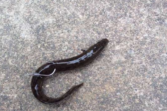 黑鱼钓法技巧全攻略,黑鱼到底该怎么钓