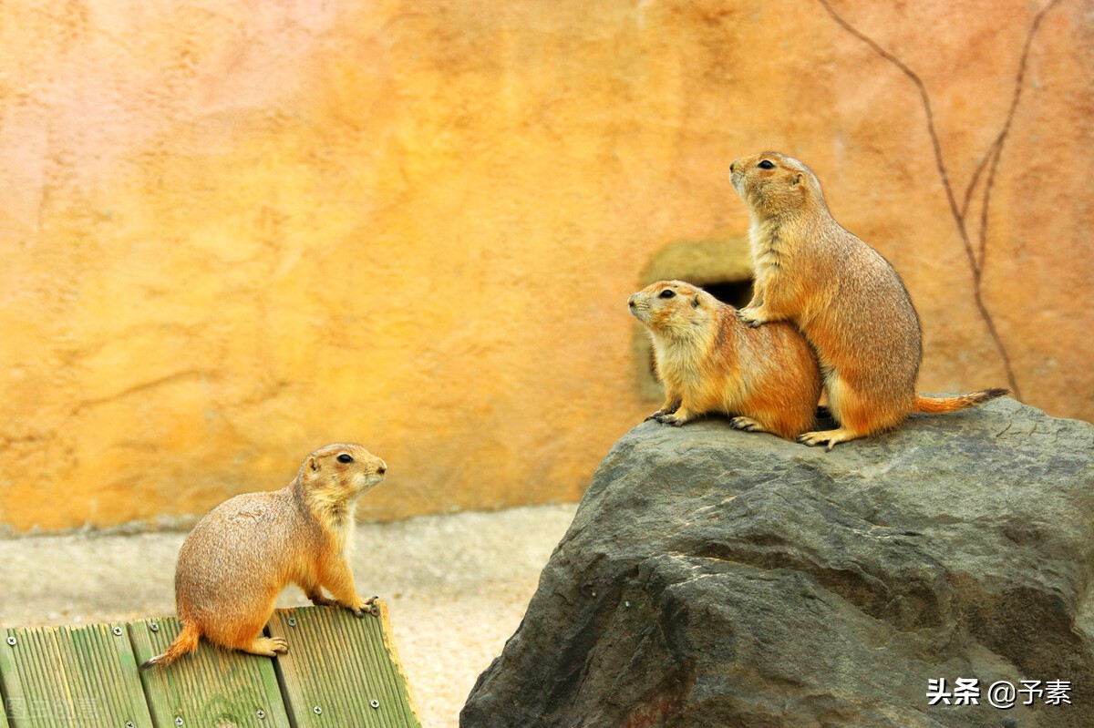 不知道巴普洛夫，别说你是搞营销的