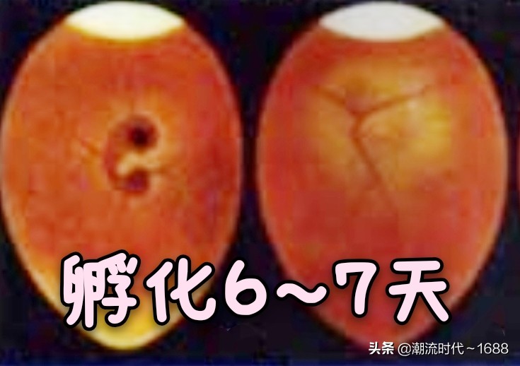 怎么孵化小鸡宝宝,怎么孵化小鸡不用孵化箱和电热毯