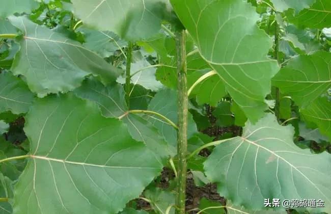 房前屋后适合栽什么树镇宅,镇宅树栽什么树好