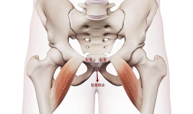 孕期为啥会耻骨痛,孕期耻骨痛的原因和治疗