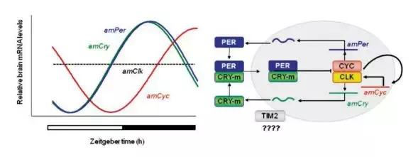 蜜蜂科学研究,蜜蜂的社会性与生物节律