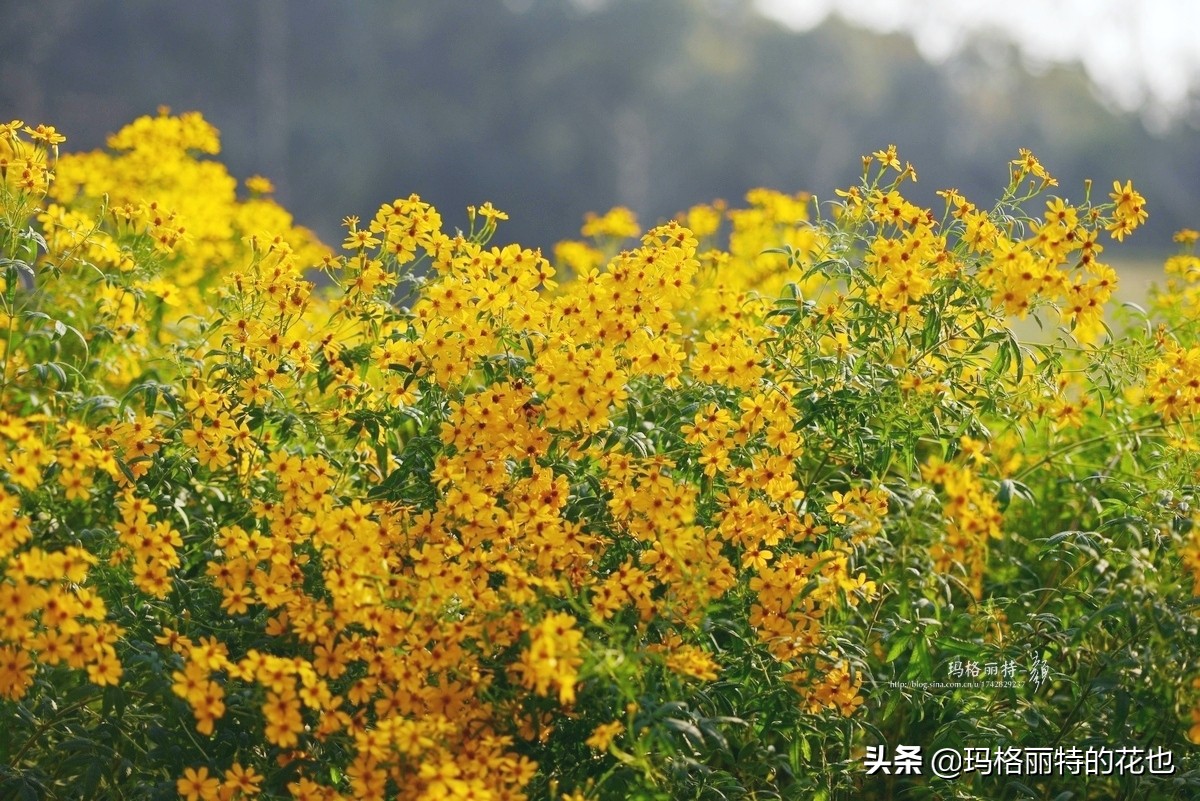花园里四季常青的树,花园里四季都绿的植物