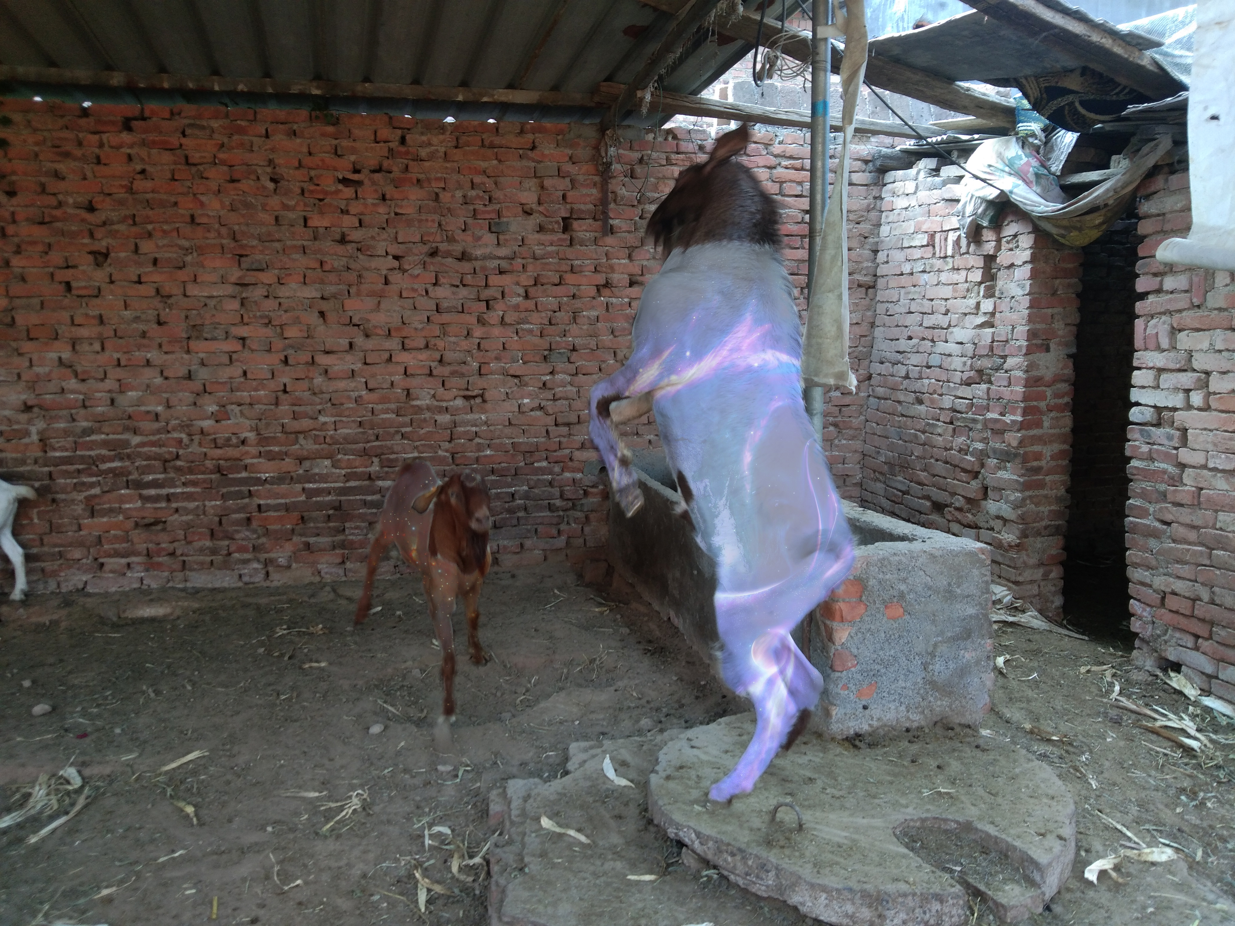 买卖羊的经验,买卖羊生意怎么做