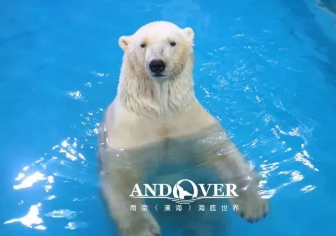 南京海底世界小朋友要票吗,南京海底世界99元一大一小套票