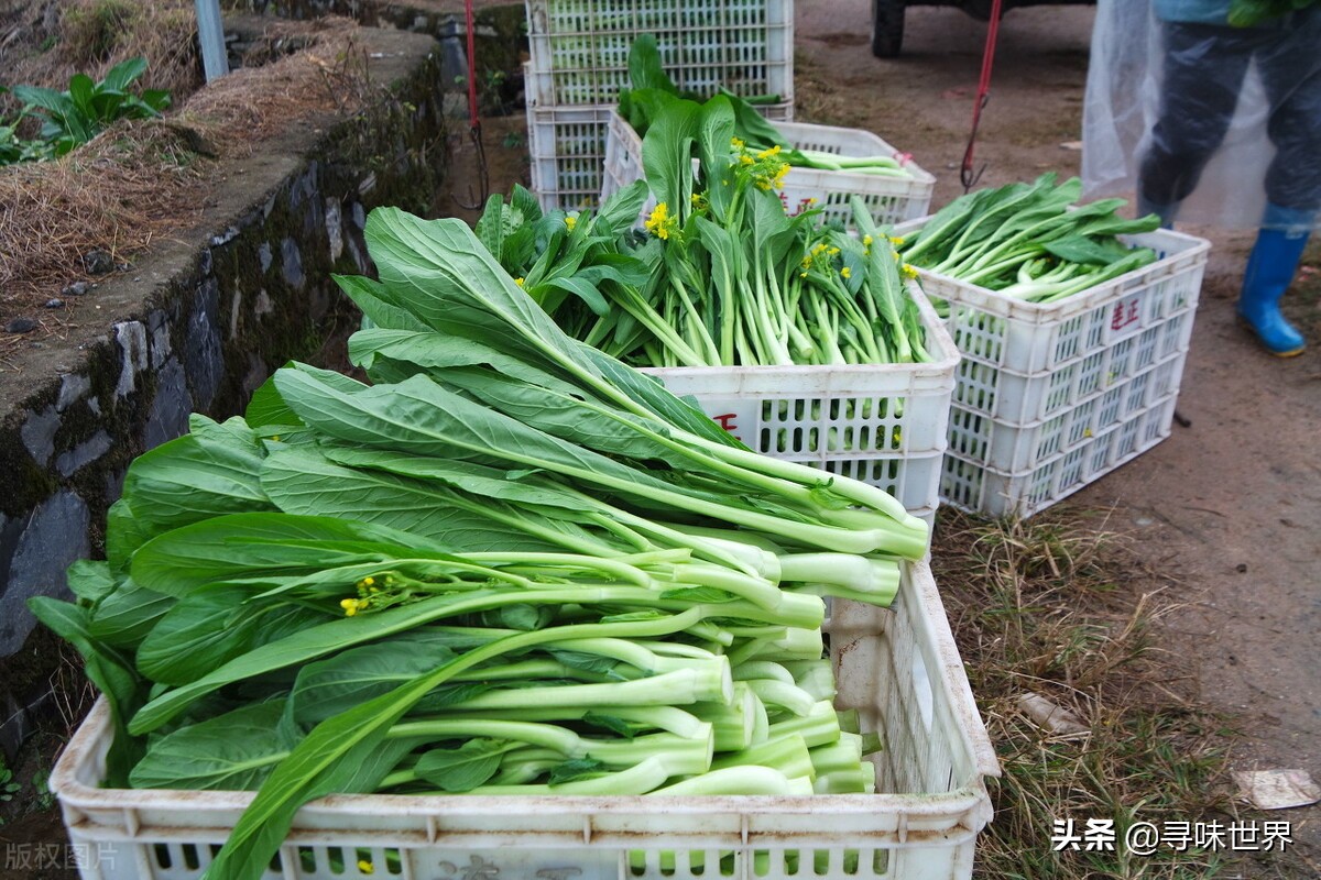 广东菜心和油菜的区别,广东菜心跟甜菜心有什么区别