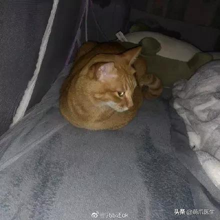 猫为什么喜欢屁股对着主人,猫对着人撅屁股是怎么回事