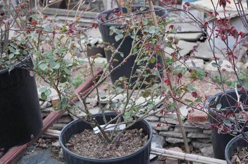 爬藤月季怎么牵引花墙才能开爆花,藤本月季太矮开了很多花怎么牵引