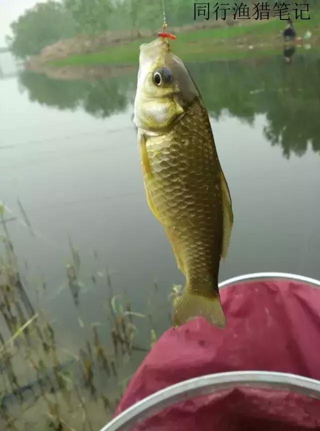 钓鱼记录2019,最新的钓鱼日记