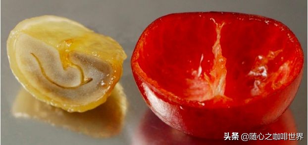 咖啡从采摘到制作过程视频,咖啡采摘加工过程