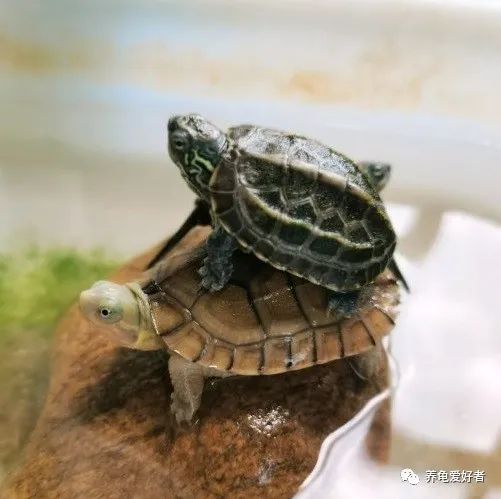 养殖龟要注意哪些细节问题,沼泽过滤养龟水体发黄怎么去除