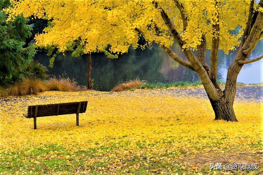 沈阳进入银杏最佳观赏期,沈阳银杏叶最佳观赏时间和地点