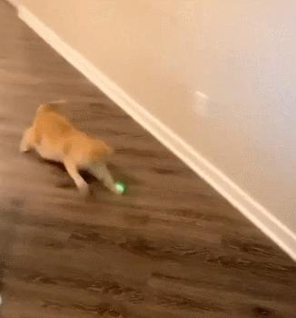 猫和老虎能杂交生育吗,猫和老虎可以生育吗