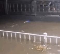 暴雨图片朋友圈,石家庄暴雨拍摄图片真实