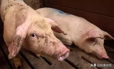 猪圆环病毒病对猪群的危害有多大,猪圆环病毒渗出性皮炎怎么治疗