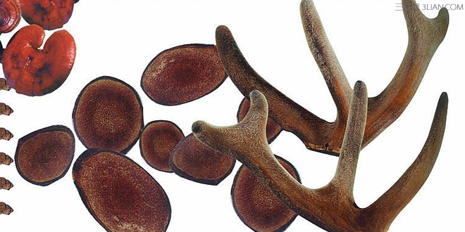 新鲜的鹿茸6000.1斤贵吗,承德名贵药材鹿茸什么价格