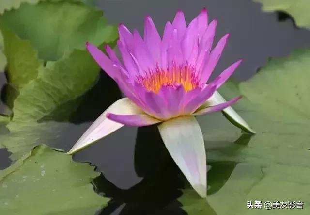 江南可采莲莲叶何田田全诗讲解,有关莲的古诗词大全