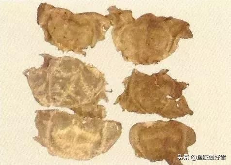 哪种鱼胶最好7种鱼胶的分类,鱼胶知识与食用方法