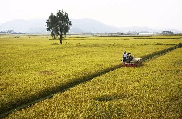 早稻市场分析,2022年新季早稻行情