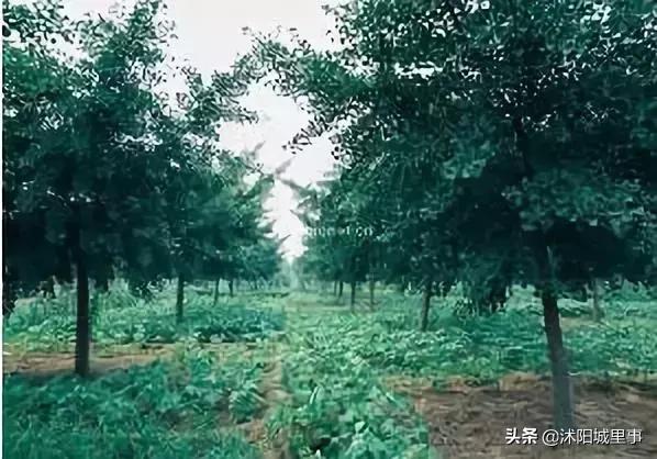 沭阳区划历史,沭阳原来有哪些乡镇