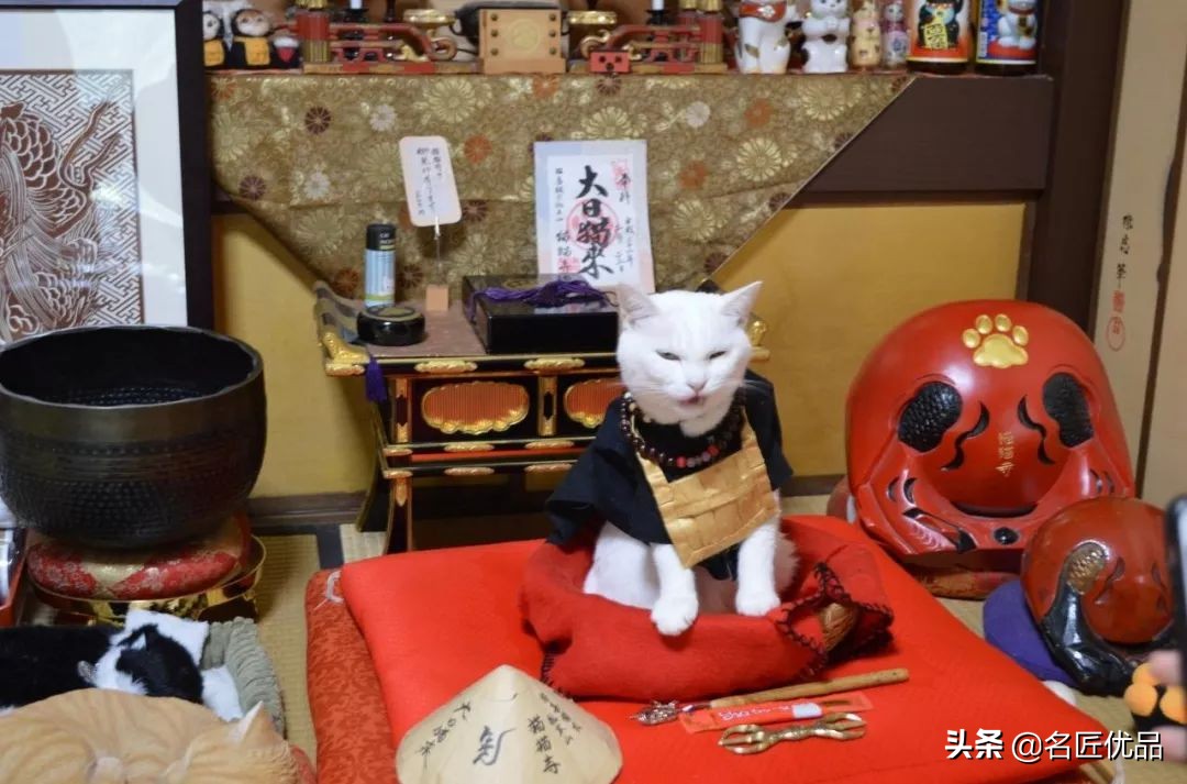 20岁少年建“猫猫寺”，和尚住持全是猫咪，网友：不敢撸不敢吸