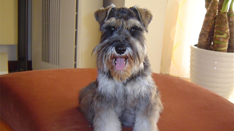 狗狗吃袜子纸巾啥都吃,狗狗吃纸巾会拉出来吗