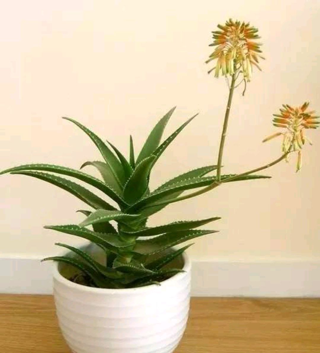 一年四季不死的十种花水养,浇水过多死的植物