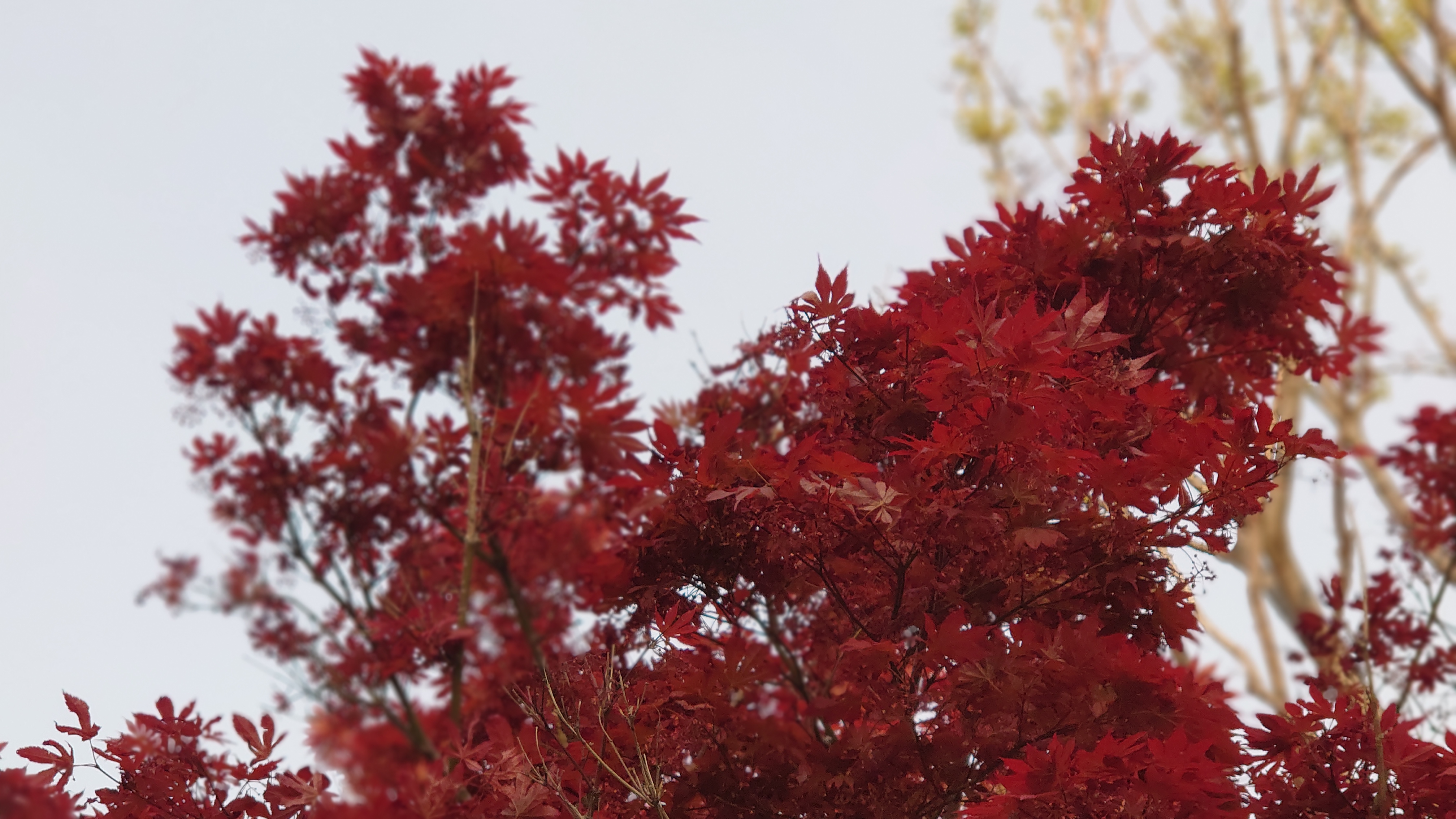 索尼微单手机xperia5i,索尼xperia5ii深度评测