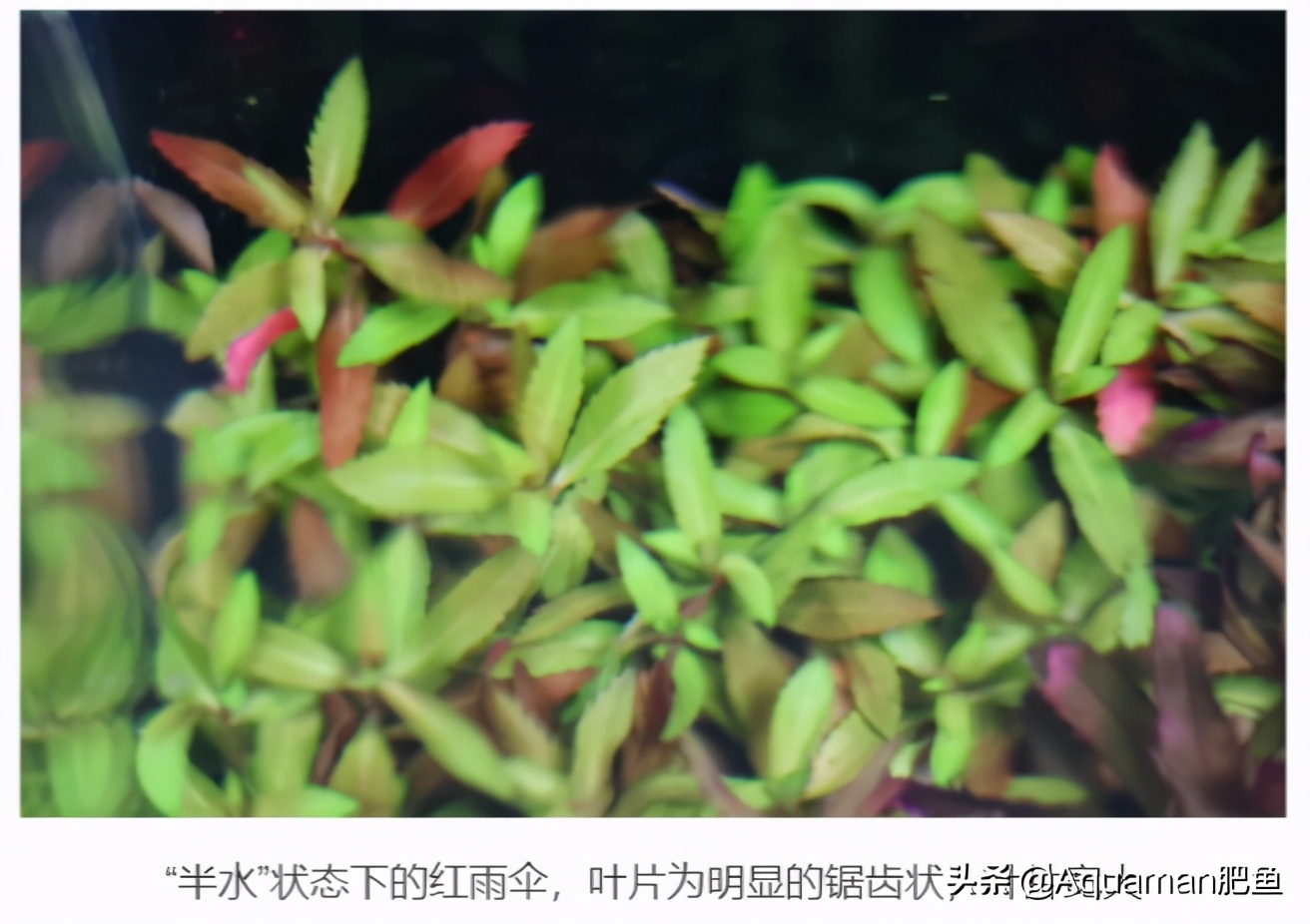 便宜又好养的水草推荐,好养又便宜的水草推荐