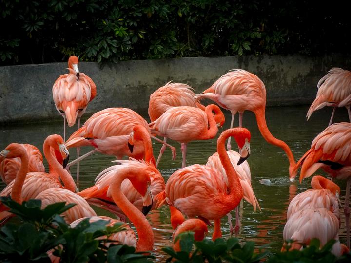 星湖冬日燃情，比落羽杉还要红的是什么？#我和湿地有个约会#