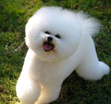 当狗不吃饭的时候怎么办,当狗不吃狗粮了咋办