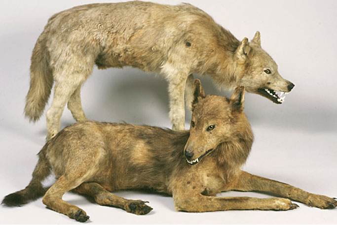 狼图腾大揭秘,狼图腾狼行天下