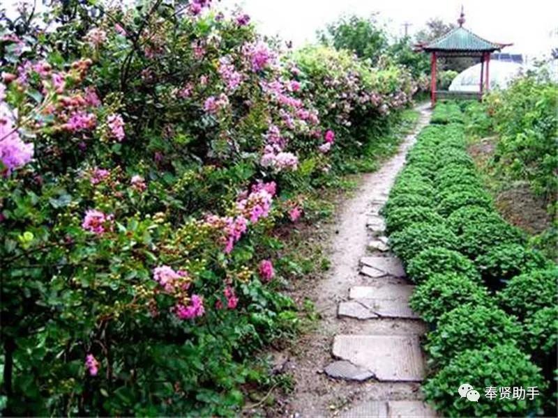 奉贤区南桥镇旅游景点,上海奉贤景点推荐一日游最佳路线