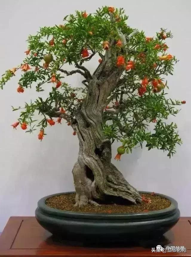 天生好养的36种盆景植物,好养的大盆景植物推荐