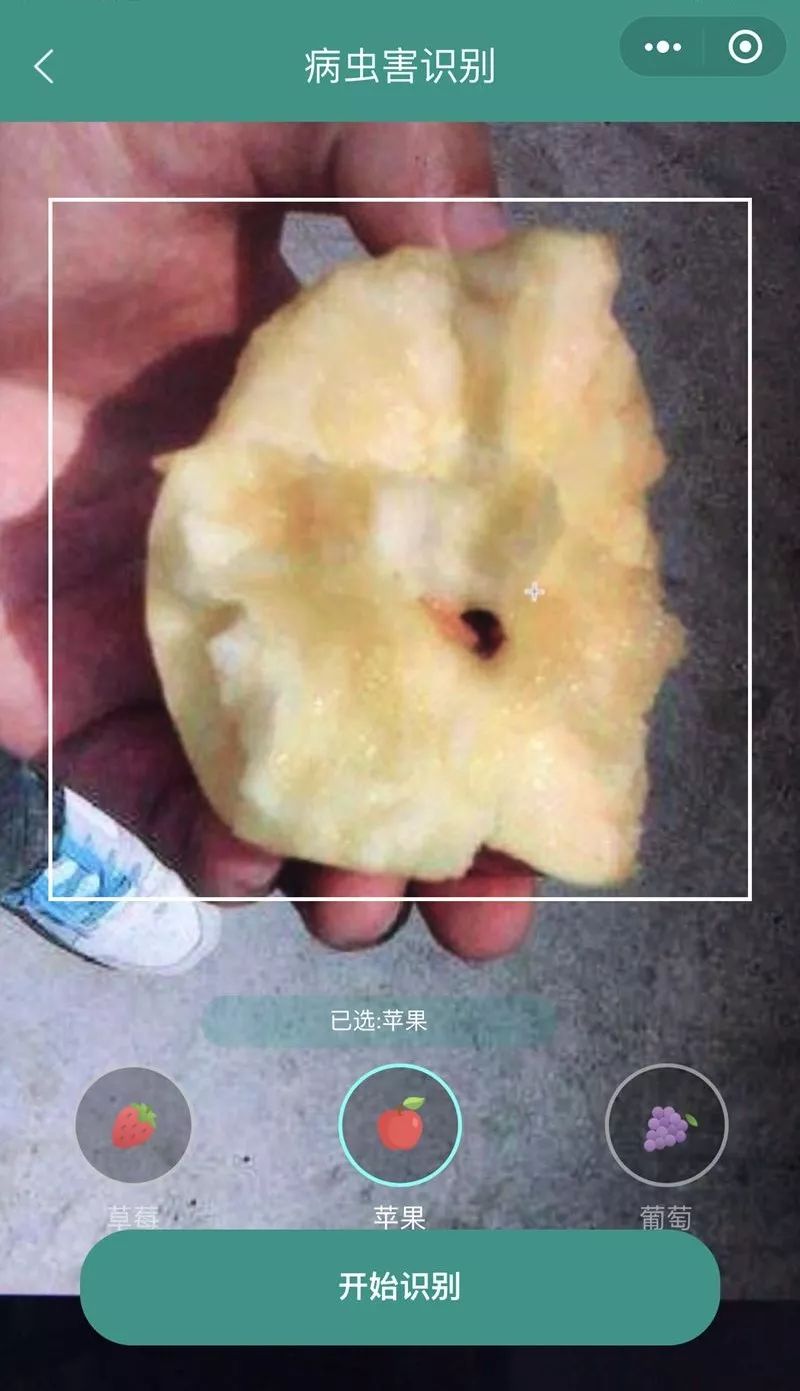 吃苹果不小心吞了虫子有什么后果,吃苹果咬到多少条虫最可怕