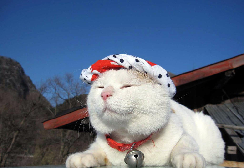 猫咪肠胃不好时可以吃的猫粮,猫咪肠胃有问题治疗需要花费多少