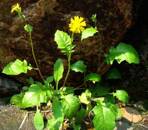 看看这些野菜你们家乡有吗?