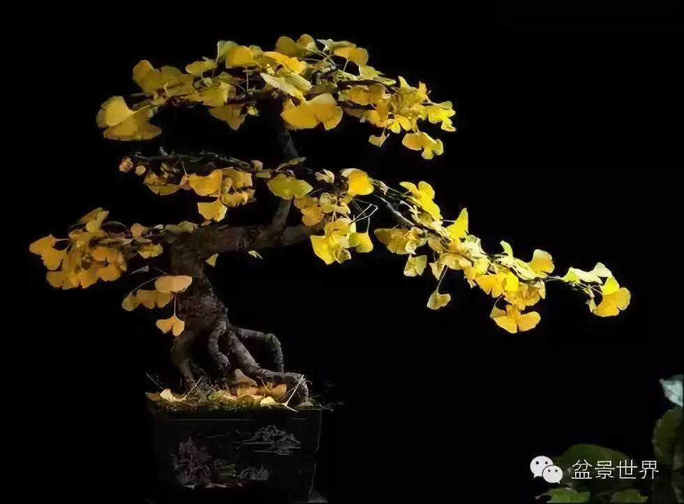 文人银杏树盆景造型参考图,银杏巨型老桩盆景