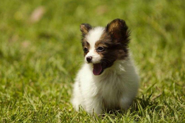 狗子被蜱虫咬了，不要直接拔除，以免处理不当导致发炎！