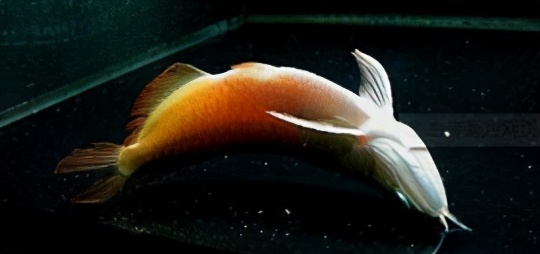 龙鱼疾病治疗视频,龙鱼常见病100种