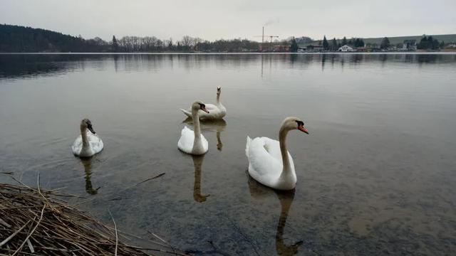 青岛皮尔森啤酒,雪津皮尔森啤酒