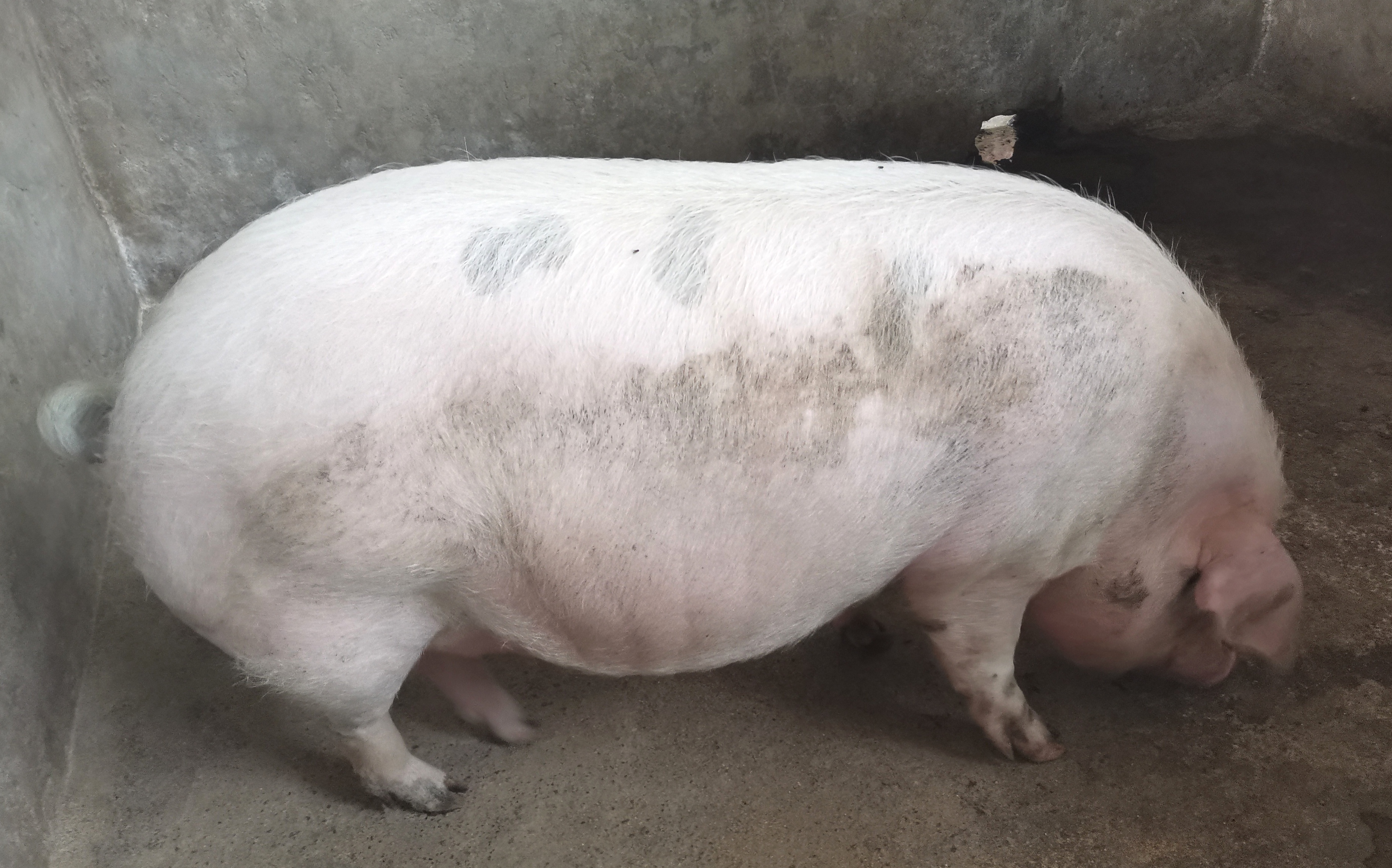 怀孕母猪怎么养,新手养猪母猪怎么喂养