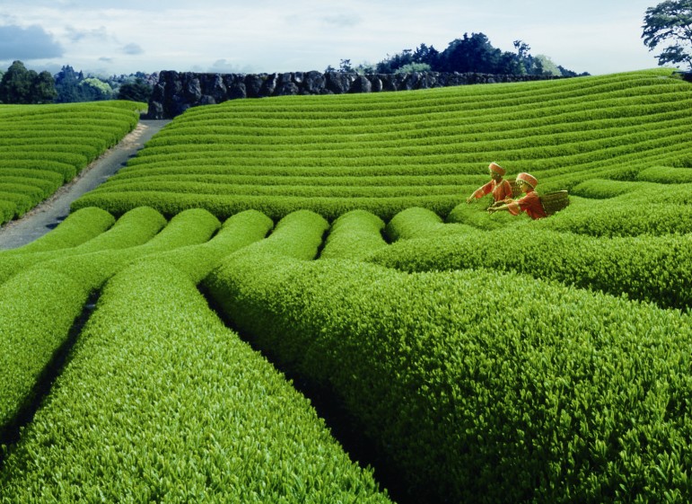 被阿芙蓉熏过的“美”茶:张家界莓茶