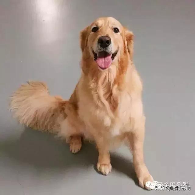 幼拉布拉多和哪个狗相似,拉布拉多幼年犬分辨