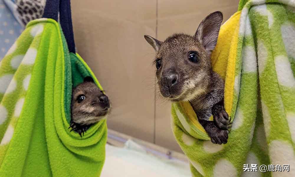 你知道哪种动物容易怀孕吗,动物怀孕会有孕反吗