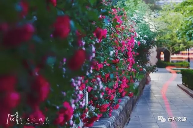 花满青州——初夏清浅微风起，蔷薇月季满城香